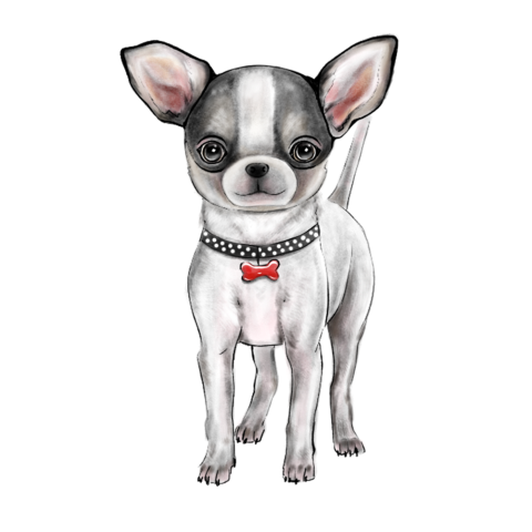 Chihuahua dog illustration Free PNG Download