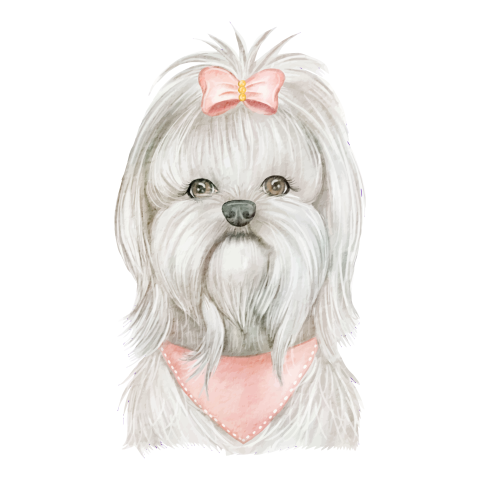 Puppy maltese dog cute withwatercolor PNG Free Download