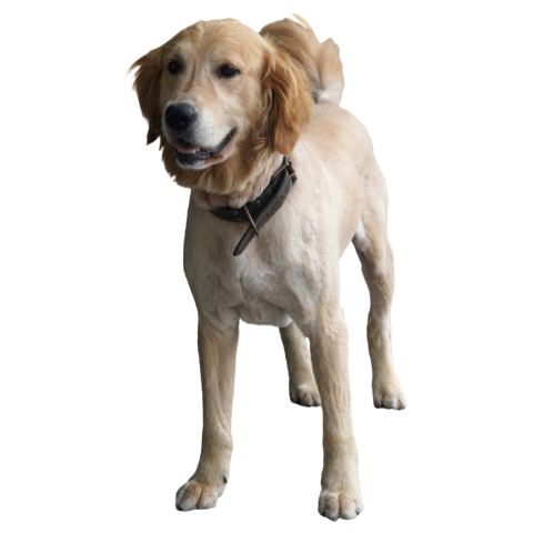 A standing golden retriever dog PNG Free Download