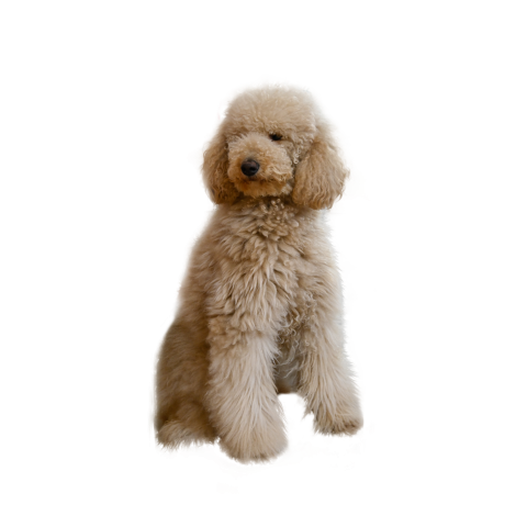 Cute arbitrary dog pet dog Free PNG Download