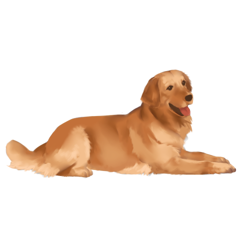 Cute golden retriever dog illustration Free Download PNG Image