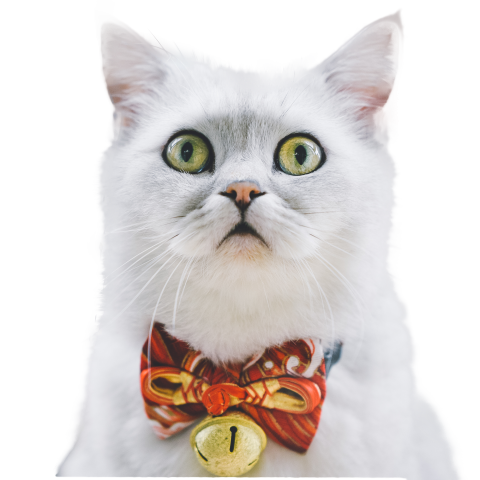 Cute White cat PNG Free Download