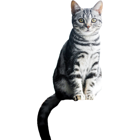 A gray pet cat animal PNG Free Download
