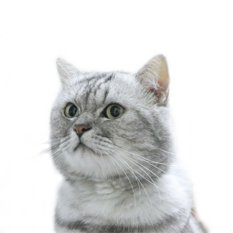 Cute little cat Free PNG download