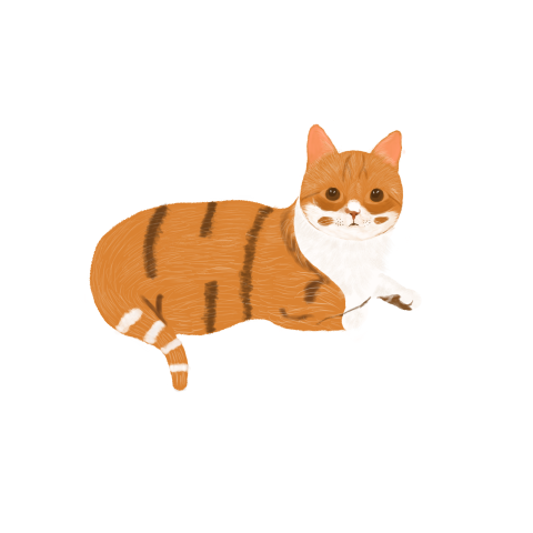 Cat simulation cat orange cat PNG Free Download
