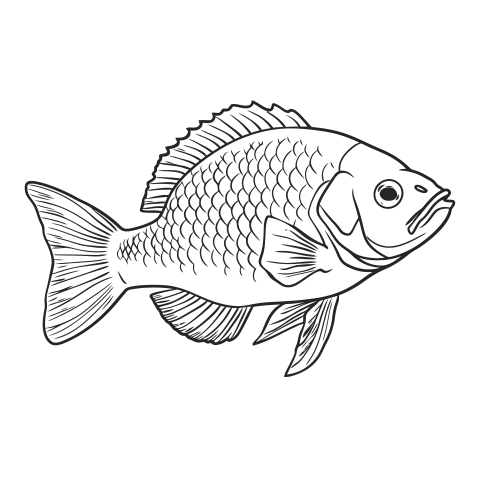 Fish coloring page for adults PNG free Download