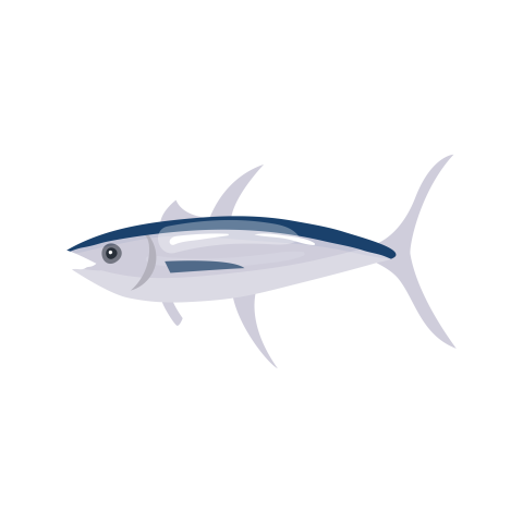 Hand painted cartoon shark with PNG Free Download