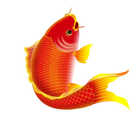 Koi red goldfish fish PNG download