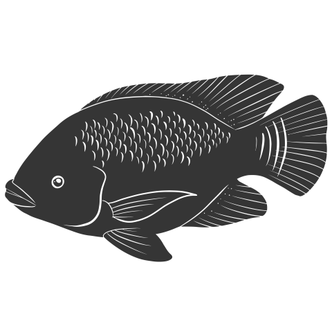 Tilapia fish vector PNG Free Download