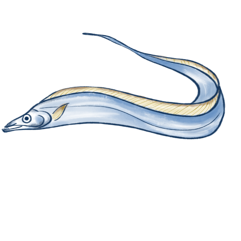 Ribbon fish eel pattern design Download Free PNG