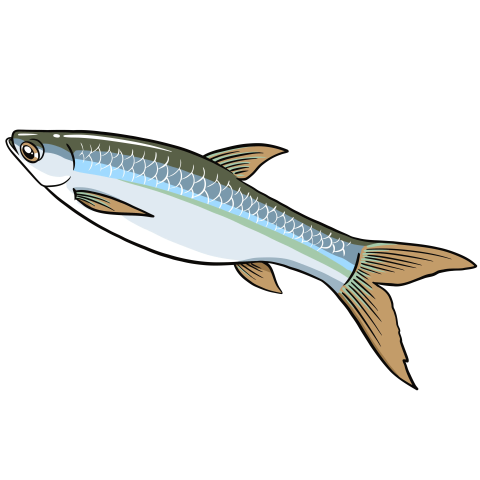 Wader ray fish vector PNG free Download