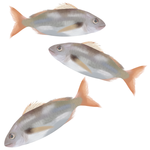 Realistic three fish vector material PNG download
