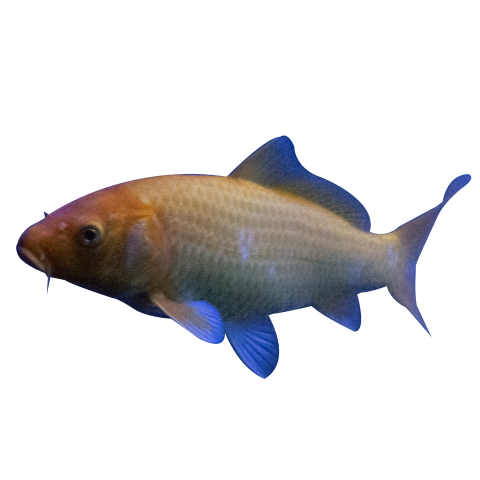 Ornamental fish PNG free Download