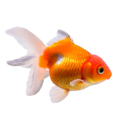 Yellow fish isolated on white PNG Free Download