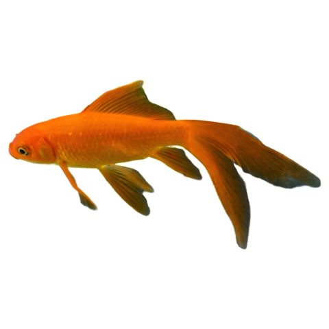 A pet fish orange tropical PNG download