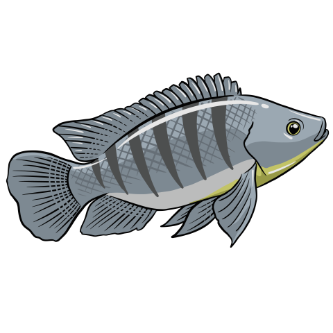 Tilapia fish vector PNG Download