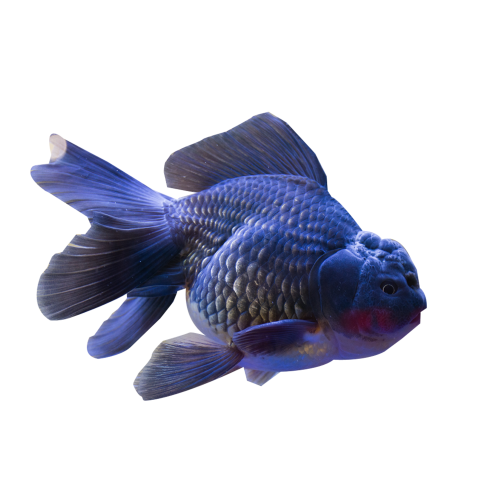 Fish for display PNG Free Download