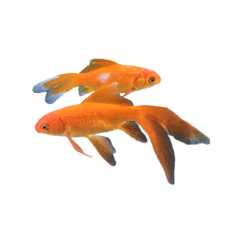 Two orange tropical fish pets Free Download PNG