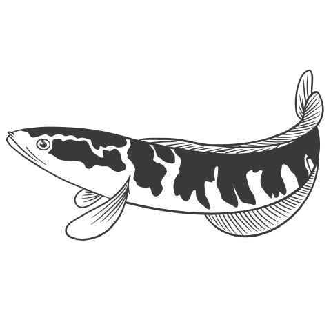 Channa snakehead fish PNG Free Download