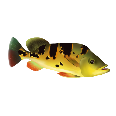 Small fish PNG free Download