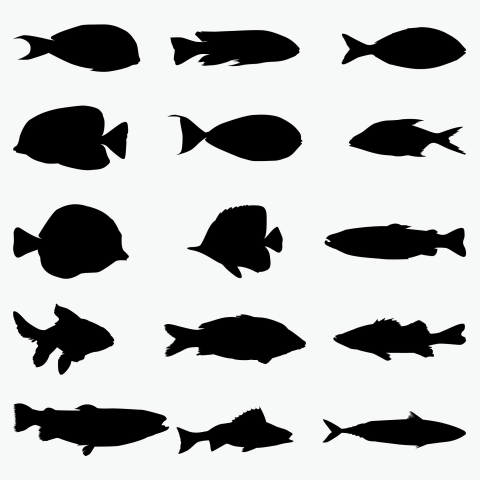 Fish silhouettes Icon PNG Download