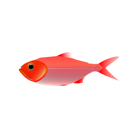 Fish fish school cartoon fish Download Free PNG