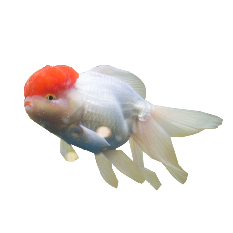 Fish for display PNG Download