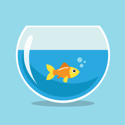 Golden fish swimming in a PNG Free Download