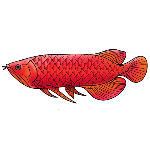 Red dragon arowana fish PNG Free Download Image