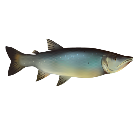 Biological world fish PNG Download Free