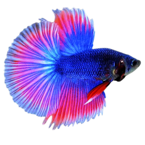 Betta fish png free download PNG