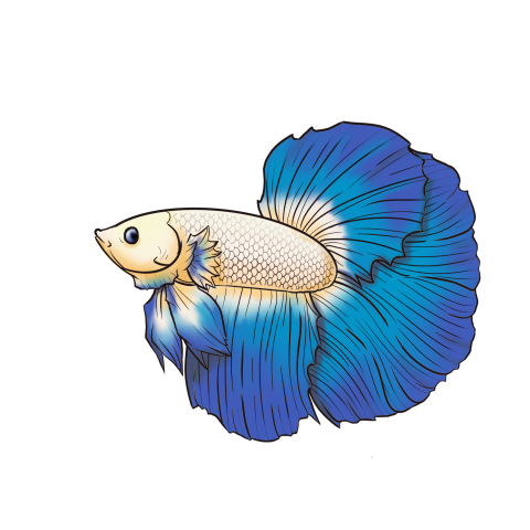 Betta fish white blue vector PNG Download