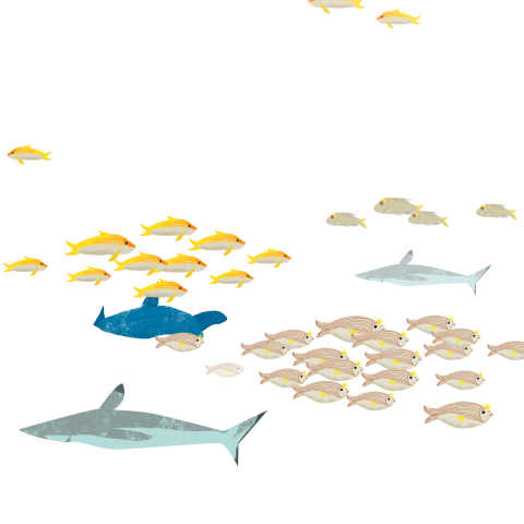 A group of fish PNG Image