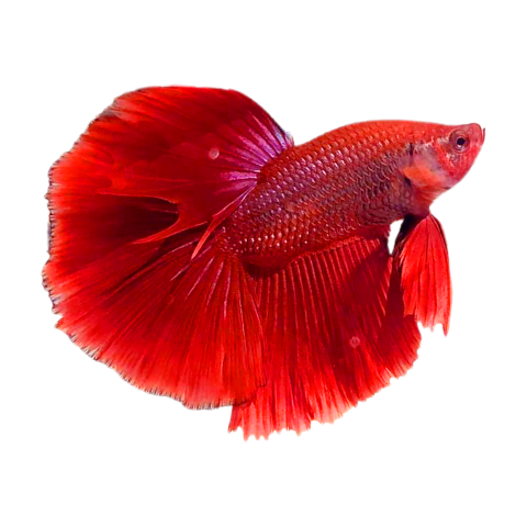 Betta fish png image Free Download