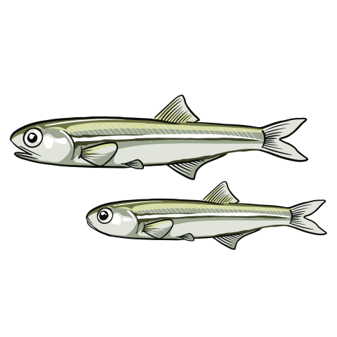Anchovy fish PNG Free Download