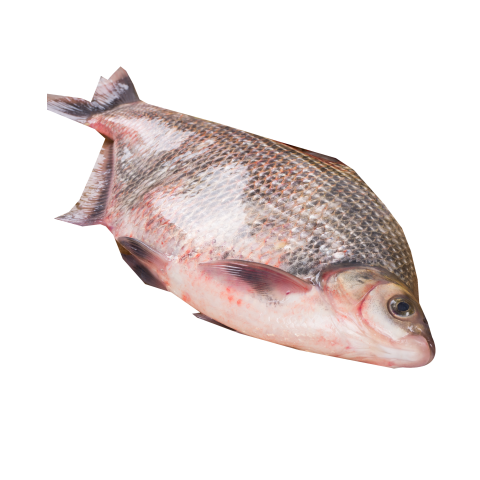 Fresh fish PNG Free Download