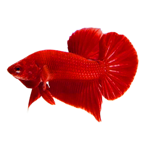 Red devil betta fish png Free Download