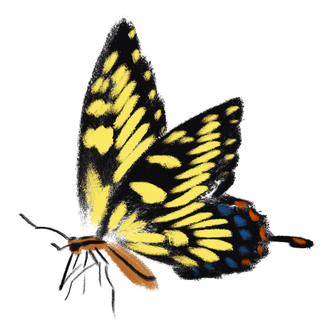 Butterfly series PNG Free Download