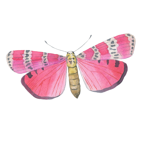 Fluttering butterflies PNG Download