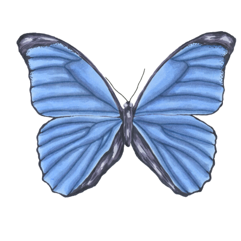 Butterfly small cartoon butterfly PNG Free Download