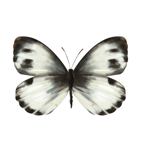 White butterfly animal butterfly wing PNG Download