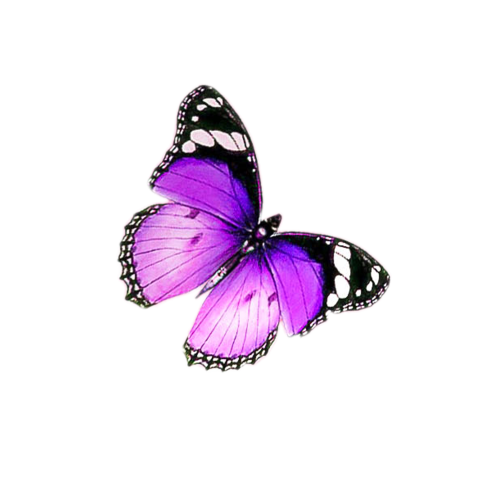 Spring purple butterfly download Free PNG