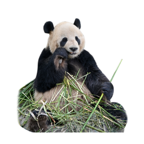 Nature panda animals PNG Free Download