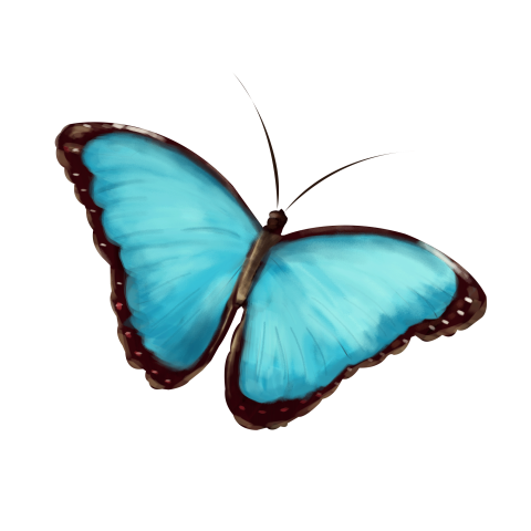 Blue butterfly black wings animal PNG Free Download
