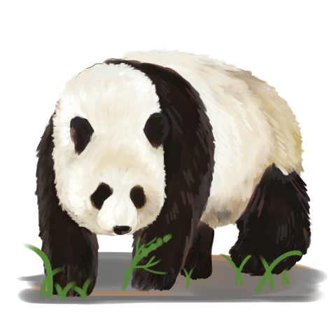 Simulation of giant panda animal PNG Free Download
