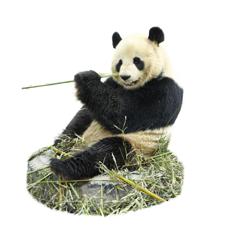 Panda bamboo cute animal black PNG Free Download