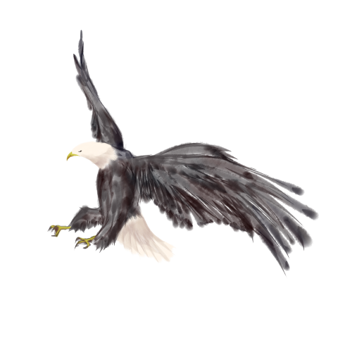 Black hawks PNG Free Download