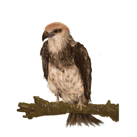 Eagle hand painted simple and beautiful PNG Downoad