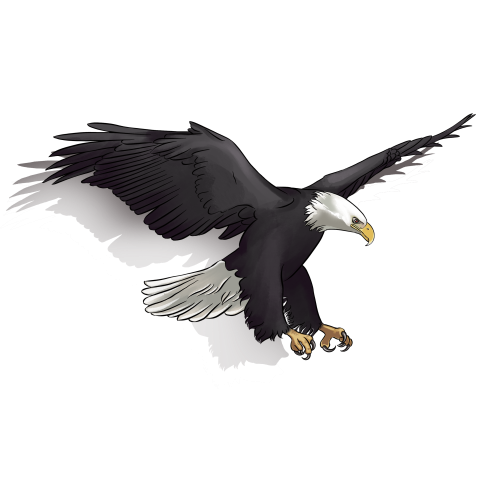 Domineering eagle flying PNG Download Free