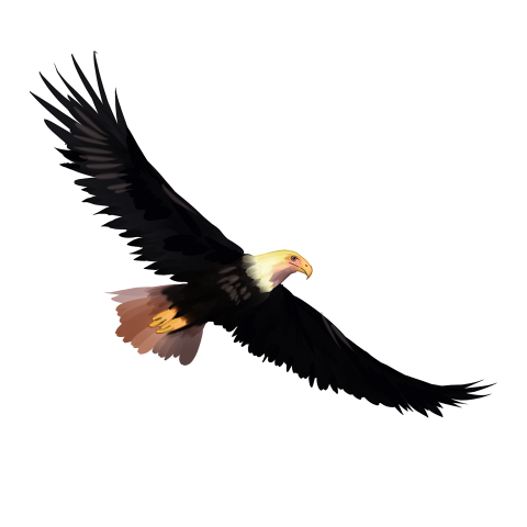 Hand drawn photo eagle illustration PNG Free Download